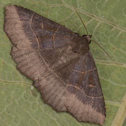Arytrura musculus Arytrura musculus